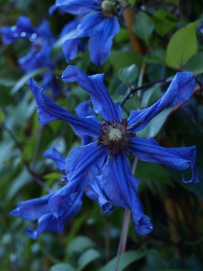 Powojnik (Clematis integrifolia) 